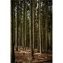 La Chasse Damen Jagdjeans "Allgäu" Jagdhöse Jägerinnen oliv/grün 10151907/300 10151903/300