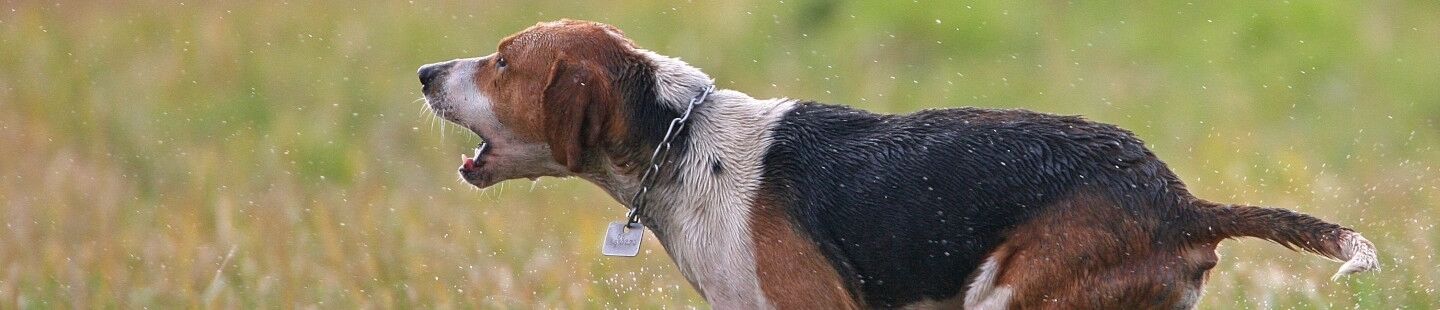 Signal-Hundewesten online kaufen Oefele.de Jagd Shop bestellen